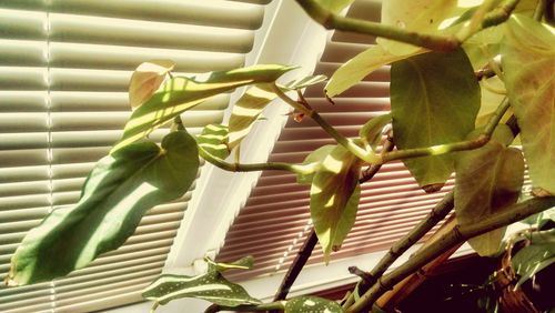 Close-up of green leaves on plant
