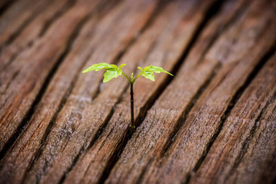 Close-up of small plant on wood