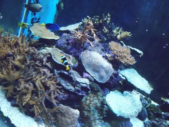 Close-up of coral in sea