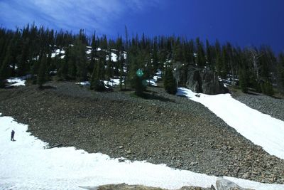 View of snow covered road in forest