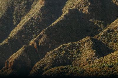 Full frame shot of trees on mountain