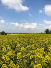 Scenic view of oilseed rape field against sky