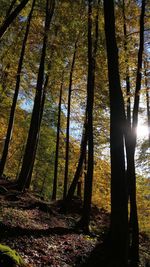 Sunlight streaming through trees in forest