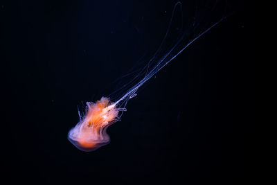 Close-up of jellyfishes swimming in sea