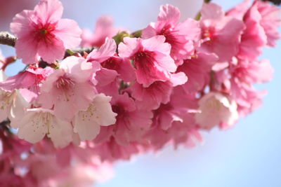 Cherry blossoms bring the breath of spring