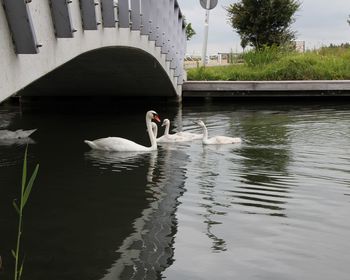 Swan swimming in a lake