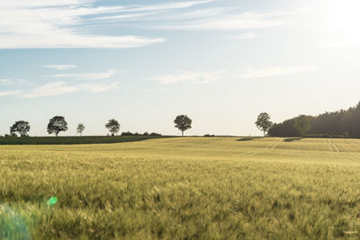 Trees on field against sky