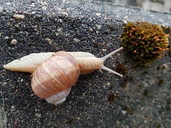 High angle view of snail