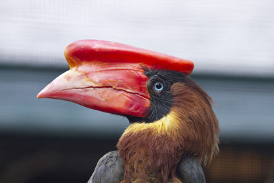 Close-up of a bird looking away