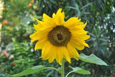 Close-up of yellow sunflower