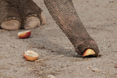 Low section of elephant's trunk picking up food 