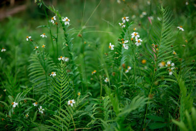 Close-up of flowering plant