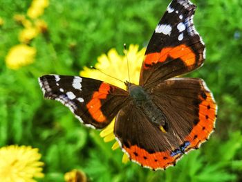 Close-up of butterfly pollinating on flower