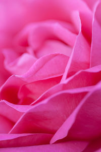 Close-up of pink rose