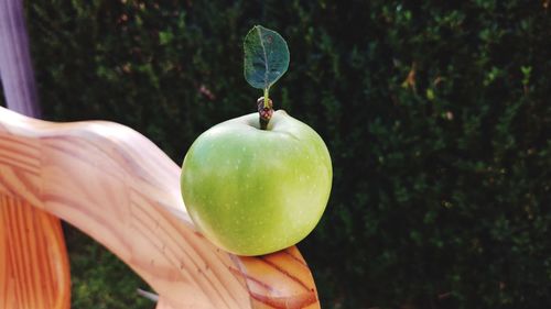 Close-up of hand holding apple