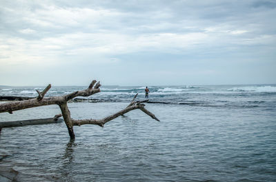 Driftwood on beach against sky