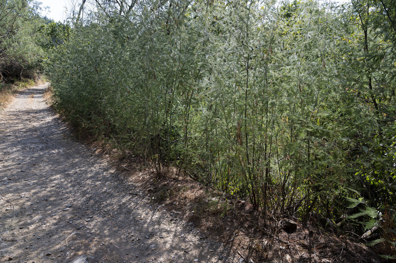 VIEW OF PLANTS GROWING ON ROAD