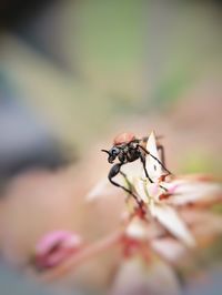 Close-up of insect on plant