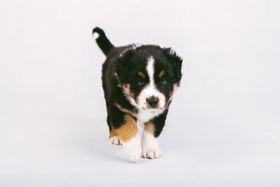 Portrait of a dog over white background