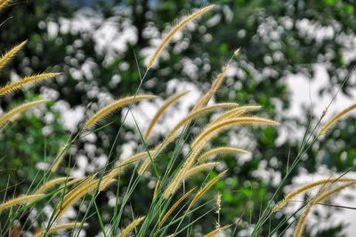 Close-up of frost on plant during winter