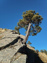 Low angle view of tree against clear blue sky