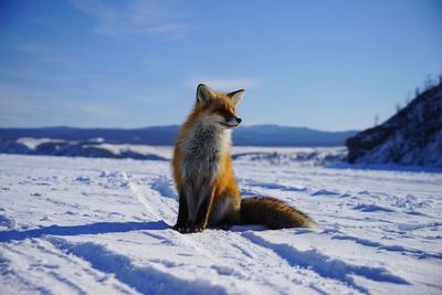 Squirrel on snow covered field against sky