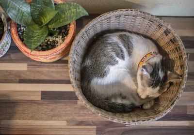 High angle view of cat in basket