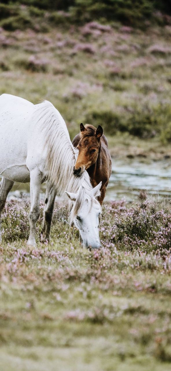 animal, animal themes, mammal, domestic animals, pet, group of animals, animal wildlife, grass, livestock, horse, no people, nature, two animals, selective focus, wildlife, plant, day, outdoors, water, standing, rural area, land, dog