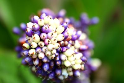 Close-up of purple flowers blooming outdoors