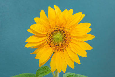 Close-up of sunflower against blue sky