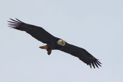 Low angle view of bald eagle flying against clear sky