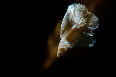 Close-up of fish underwater