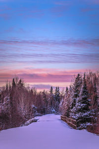 Trees on snow covered landscape during sunset