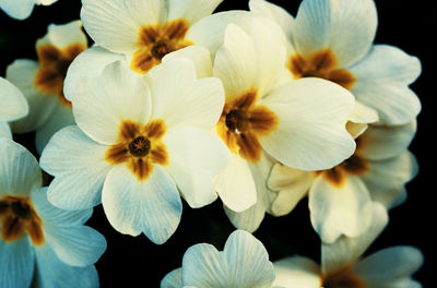 Close-up of white flowering plants