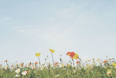 Yellow flowers blooming in field