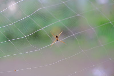 Spider walk in the sky, very beautiful of animal