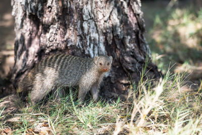 Close-up of squirrel on tree trunk