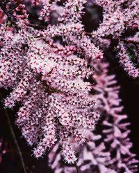 Close-up of pink cherry blossom