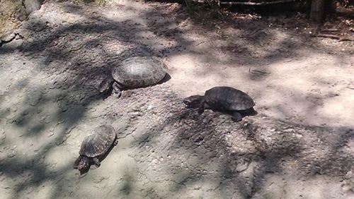 High angle view of tortoise on beach