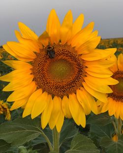 Close-up of bee on sunflower