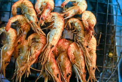 Close-up of prawns