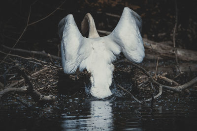 White bird flying over lake