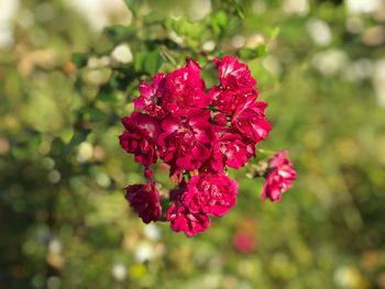 Close-up of red flowers blooming outdoors