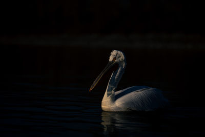 Pelican on lake