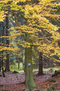 Trees in forest during autumn