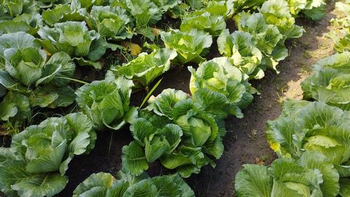 Full frame shot of plants nature vegetable cabage