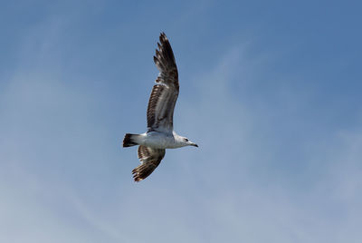Low angle view of eagle flying in sky