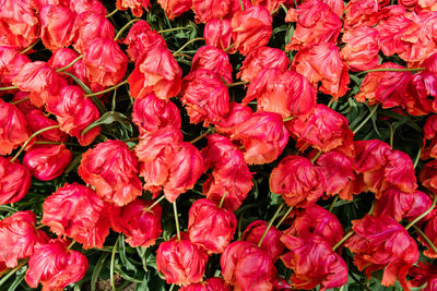 High angle view of red flowering plants