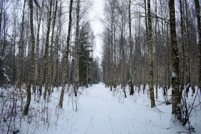 Trees in snow covered forest