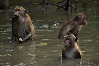 Monkeys on lake